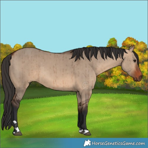 Horse Color:Bay Dun Brindle 