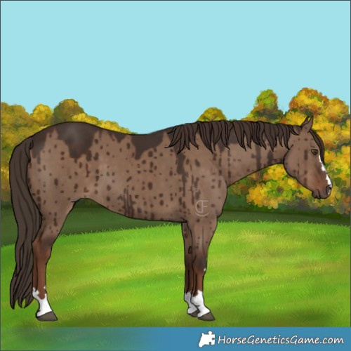 Horse Color:Liver Red Dun Brindle 