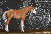 Horse Color:Silver Bay Sabino Rabicano 