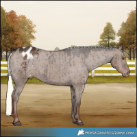 Horse Color:Liver Red Dun Mushroom Appaloosa Brindle 