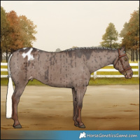 Horse Color:Liver Red Dun Mushroom Appaloosa Brindle 