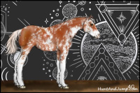 Horse Color:Silver Brown Sabino Rabicano 