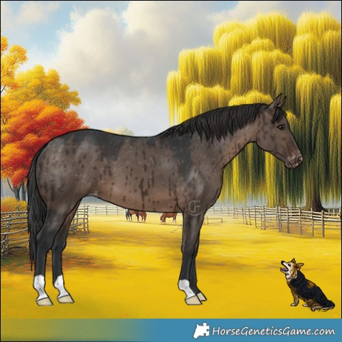 Horse Color:Brown Dun Appaloosa Brindle 