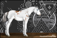 Horse Color:Bay Sabino Splash 