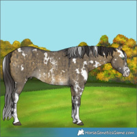 Horse Color:White Spotted Buckskin Dun Sabino Brindle 