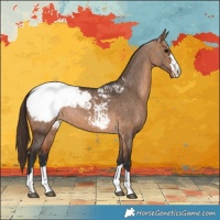 Horse Color:Bay Dun Appaloosa Brindle