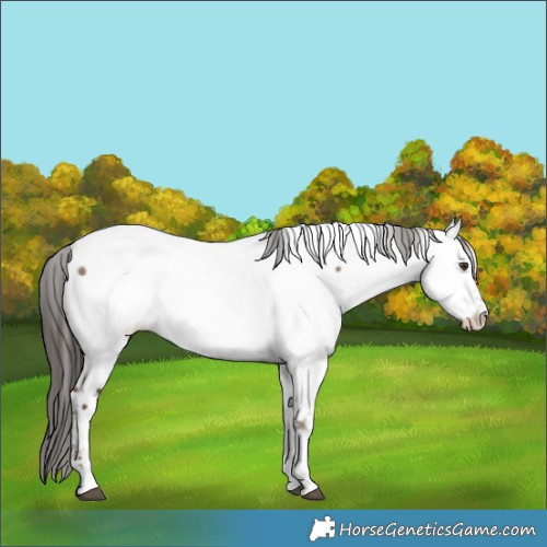 Horse Color:Liver Red Dun Sabino Appaloosa 