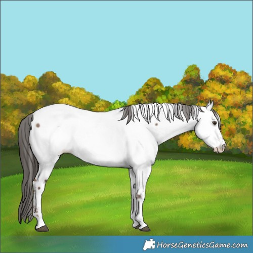Horse Color:Liver Red Dun Sabino Appaloosa