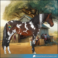 Horse Color:White Spotted Brown 