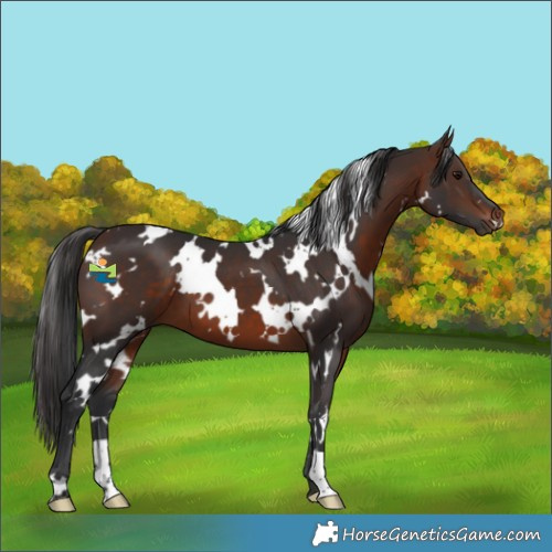 Horse Color:White Spotted Brown 