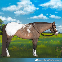 Horse Color:Brown Dun Appaloosa Brindle 
