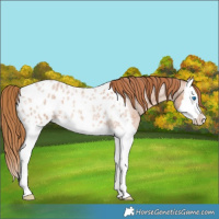 Horse Color:Red Roan Splash Near Leopard 