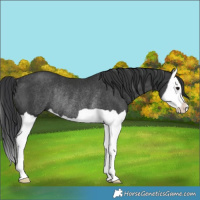 Horse Color:Black Splash Rabicano 