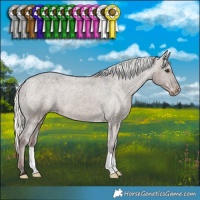 Horse Color:Liver Red Dun Mushroom Appaloosa 