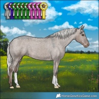 Horse Color:Liver Red Dun Mushroom Appaloosa 