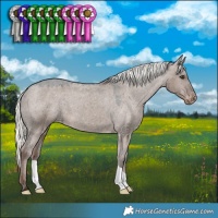 Horse Color:Liver Red Dun Mushroom Appaloosa 