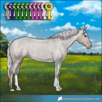 Horse Color:Liver Red Dun Mushroom Appaloosa 