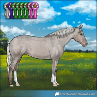 Horse Color:Liver Red Dun Mushroom Appaloosa 