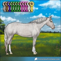 Horse Color:Liver Red Dun Mushroom Appaloosa 