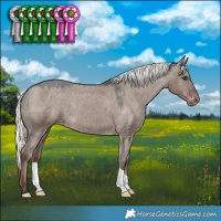 Horse Color:Liver Red Dun Mushroom Appaloosa 