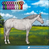 Horse Color:Liver Red Dun Mushroom Appaloosa Brindle 