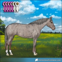 Horse Color:Liver Red Dun Mushroom Appaloosa Brindle 