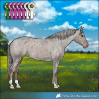 Horse Color:Liver Red Dun Mushroom Appaloosa Brindle 