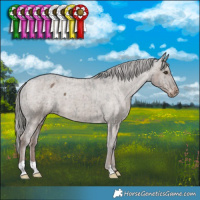 Horse Color:Liver Red Dun Mushroom Appaloosa Brindle 