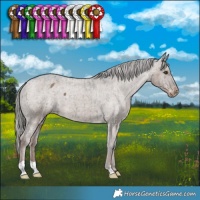 Horse Color:Liver Red Dun Mushroom Appaloosa Brindle 