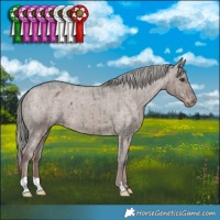 Horse Color:Liver Red Dun Mushroom Appaloosa Brindle 