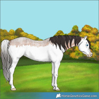 Horse Color:Bay Roan Splash 