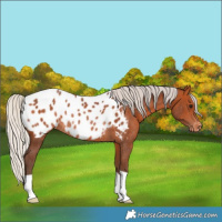 Horse Color:Silver Bay Near Leopard Rabicano