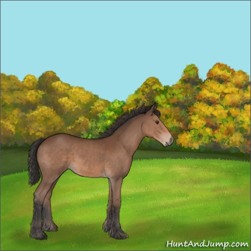 Horse Color:Bay 