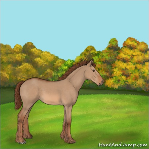 Horse Color:Red Dun 