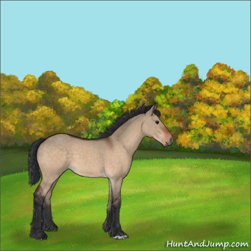 Horse Color:Bay Dun 