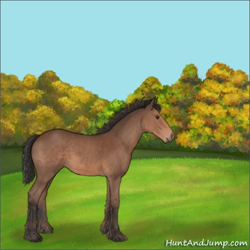 Horse Color:Bay 