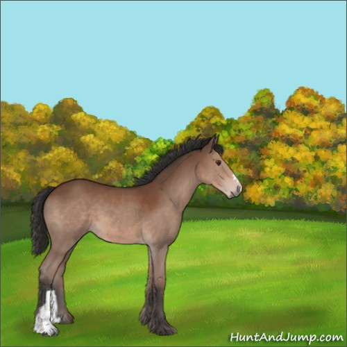 Horse Color:Bay 