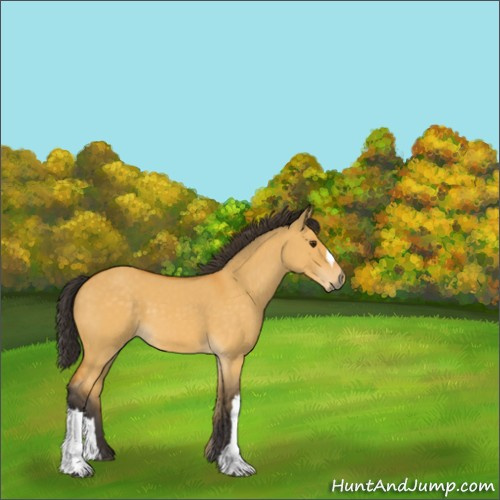 Horse Color:Buckskin Dun 
