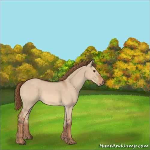 Horse Color:Red Dun 