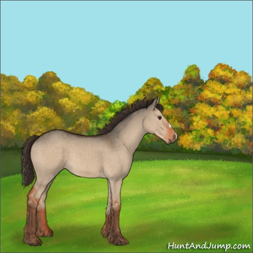 Horse Color:Liver Red Dun 