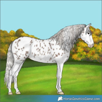 Horse Color:Silver Black Splash Appaloosa Rabicano 