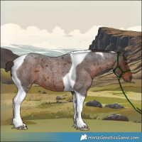 Horse Color:Liver Red Roan Tobiano
