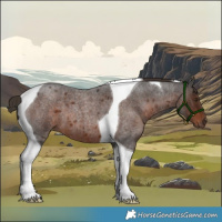 Horse Color:Liver Red Roan Tobiano 