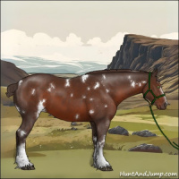 Horse Color:White Spotted Liver Chestnut Rabicano 