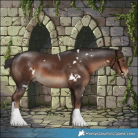 Horse Color:White Spotted Liver Chestnut Rabicano 