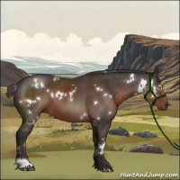 Horse Color:White Spotted Liver Chestnut
