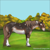 Horse Color:White Spotted Liver Chestnut Tobiano