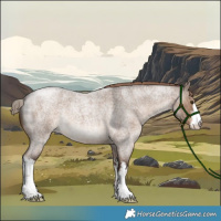 Horse Color:White Spotted Liver Red Dun Roan