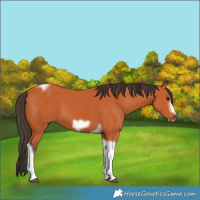 Horse Color:Bay Tobiano Frame 