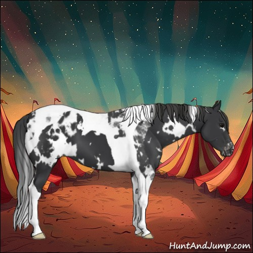 Horse Color:White Spotted Black Tobiano Appaloosa